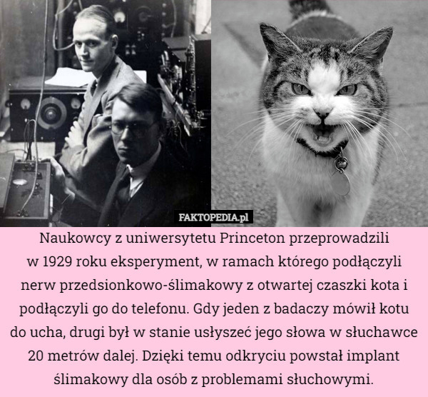 Naukowcy z uniwersytetu Princeton przeprowadzili
w 1929 roku eksperyment, w ramach którego podłączyli nerw przedsionkowo-ślimakowy z otwartej czaszki kota i podłączyli go do telefonu. Gdy jeden z badaczy mówił kotu do ucha, drugi był w stanie usłyszeć jego słowa w słuchawce 20 metrów dalej. Dzięki temu odkryciu powstał implant ślimakowy dla osób z problemami słuchowymi. 