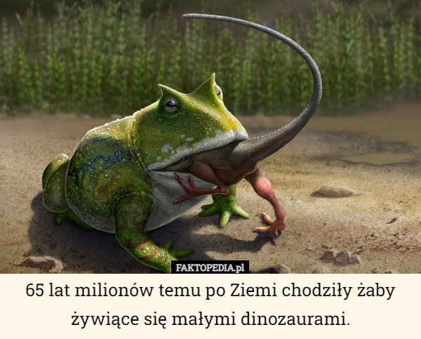 65 lat milionów temu po Ziemi chodziły żaby żywiące się małymi dinozaurami. 