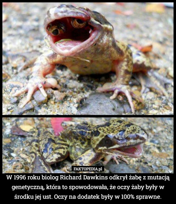 W 1996 roku biolog Richard Dawkins odkrył żabę z mutacją genetyczną, która to spowodowała, że oczy żaby były w środku jej ust. Oczy na dodatek były w 100% sprawne. 
