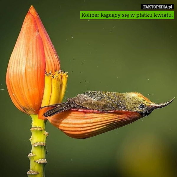 Koliber kąpiący się w płatku kwiatu. 