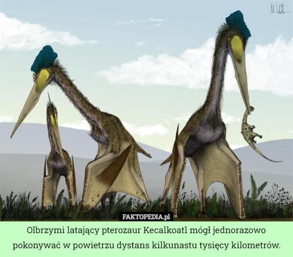 Olbrzymi latający pterozaur Kecalkoatl mógł jednorazowo pokonywać w powietrzu dystans kilkunastu tysięcy kilometrów. 