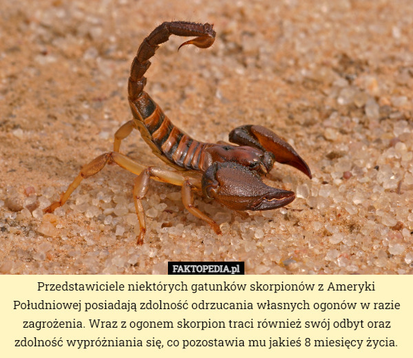 Przedstawiciele niektórych gatunków skorpionów z Ameryki Południowej posiadają zdolność odrzucania własnych ogonów w razie zagrożenia. Wraz z ogonem skorpion traci również swój odbyt oraz zdolność wypróżniania się, co pozostawia mu jakieś 8 miesięcy życia. 
