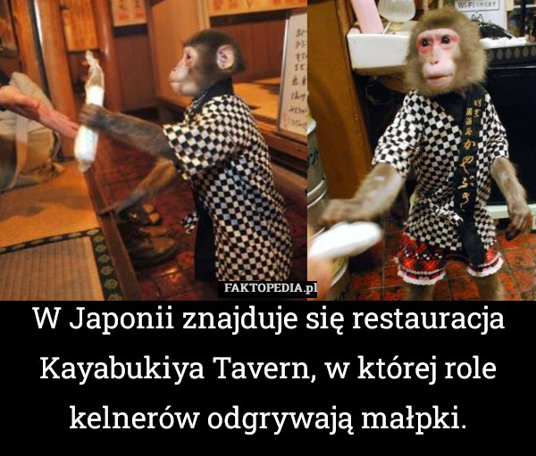W Japonii znajduje się restauracja Kayabukiya Tavern, w której role kelnerów odgrywają małpki. 