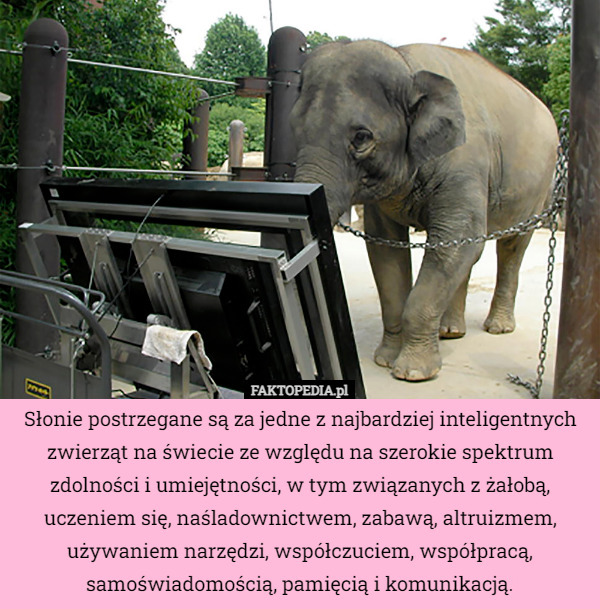 Słonie postrzegane są za jedne z najbardziej inteligentnych zwierząt na świecie ze względu na szerokie spektrum zdolności i umiejętności, w tym związanych z żałobą, uczeniem się, naśladownictwem, zabawą, altruizmem, używaniem narzędzi, współczuciem, współpracą, samoświadomością, pamięcią i komunikacją. 