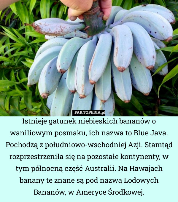 Istnieje gatunek niebieskich bananów o waniliowym posmaku, ich nazwa to Blue Java. Pochodzą z południowo-wschodniej Azji. Stamtąd rozprzestrzeniła się na pozostałe kontynenty, w tym północną część Australii. Na Hawajach banany te znane są pod nazwą Lodowych Bananów, w Ameryce Środkowej. 