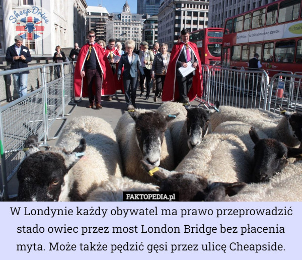 W Londynie każdy obywatel ma prawo przeprowadzić stado owiec przez most London Bridge bez płacenia myta. Może także pędzić gęsi przez ulicę Cheapside. 