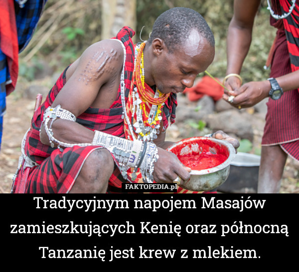 Tradycyjnym napojem Masajów zamieszkujących Kenię oraz północną Tanzanię jest krew z mlekiem. 
