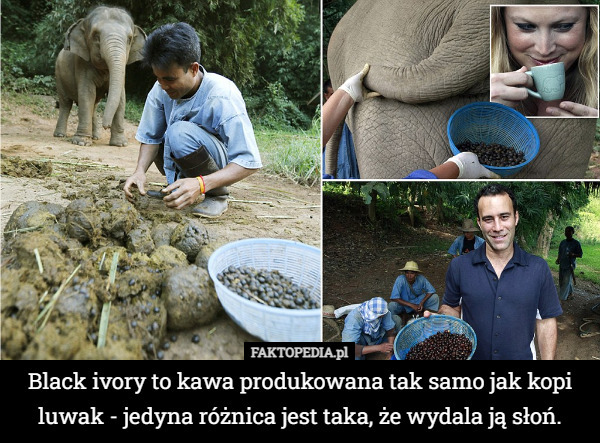 Black ivory to kawa produkowana tak samo jak kopi luwak - jedyna różnica jest taka, że wydala ją słoń. 