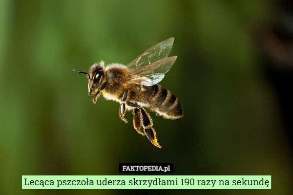 Lecąca pszczoła uderza skrzydłami 190 razy na sekundę 