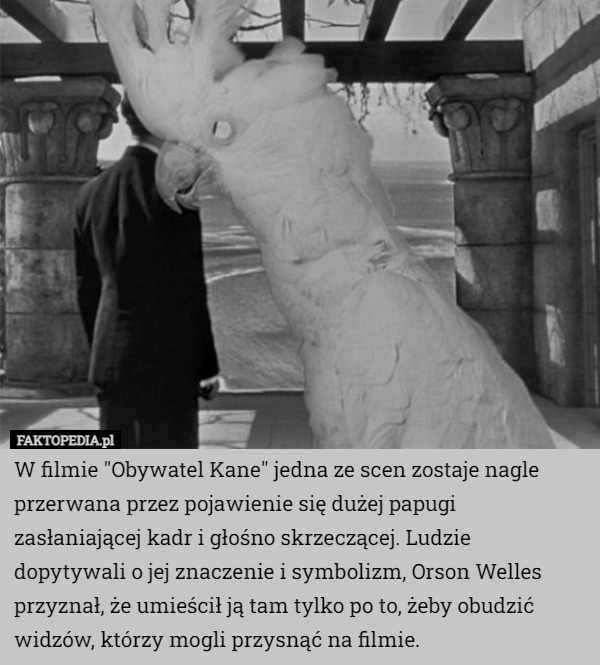 W filmie "Obywatel Kane" jedna ze scen zostaje nagle przerwana przez pojawienie się dużej papugi zasłaniającej kadr i głośno skrzeczącej. Ludzie dopytywali o jej znaczenie i symbolizm, Orson Welles przyznał, że umieścił ją tam tylko po to, żeby obudzić widzów, którzy mogli przysnąć na filmie. 
