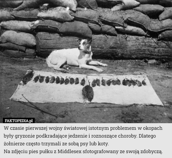 W czasie pierwszej wojny światowej istotnym problemem w okopach były gryzonie podkradające jedzenie i roznoszące choroby. Dlatego żołnierze często trzymali ze sobą psy lub koty.
Na zdjęciu pies pułku z Middlesex sfotografowany ze swoją zdobyczą. 