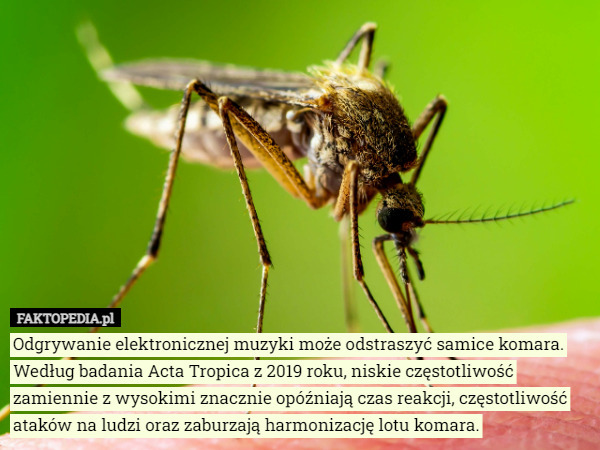 Odgrywanie elektronicznej muzyki może odstraszyć samice komara. Według badania Acta Tropica z 2019 roku, niskie częstotliwość zamiennie z wysokimi znacznie opóźniają czas reakcji, częstotliwość ataków na ludzi oraz zaburzają harmonizację lotu komara. 