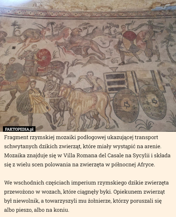 Fragment rzymskiej mozaiki podłogowej ukazującej transport schwytanych dzikich zwierząt, które miały wystąpić na arenie. Mozaika znajduje się w Villa Romana del Casale na Sycylii i składa się z wielu scen polowania na zwierzęta w północnej Afryce.

We wschodnich częściach imperium rzymskiego dzikie zwierzęta przewożono w wozach, które ciągnęły byki. Opiekunem zwierząt był niewolnik, a towarzyszyli mu żołnierze, którzy poruszali się albo pieszo, albo na koniu. 