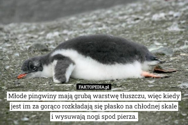 Młode pingwiny mają grubą warstwę tłuszczu, więc kiedy jest im za gorąco rozkładają się płasko na chłodnej skale
 i wysuwają nogi spod pierza. 