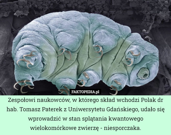 Zespołowi naukowców, w którego skład wchodzi Polak dr hab. Tomasz Paterek z Uniwersytetu Gdańskiego, udało się wprowadzić w stan splątania kwantowego wielokomórkowe zwierzę - niesporczaka. 