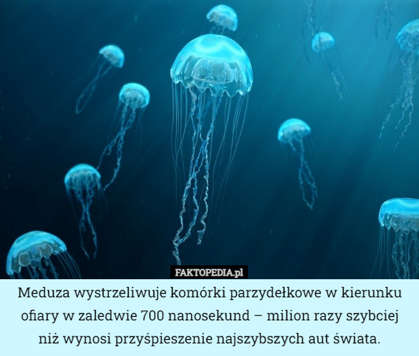 Meduza wystrzeliwuje komórki parzydełkowe w kierunku ofiary w zaledwie 700 nanosekund – milion razy szybciej niż wynosi przyśpieszenie najszybszych aut świata. 