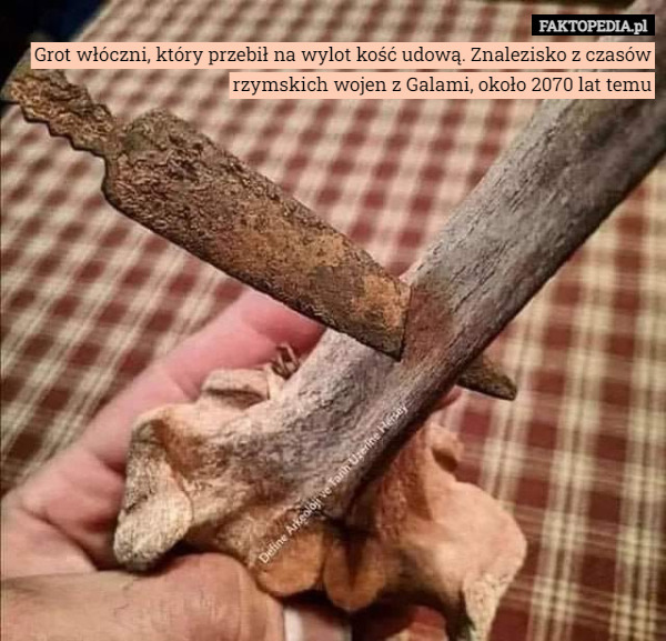 Grot włóczni, który przebił na wylot kość udową. Znalezisko z czasów rzymskich wojen z Galami, około 2070 lat temu 
