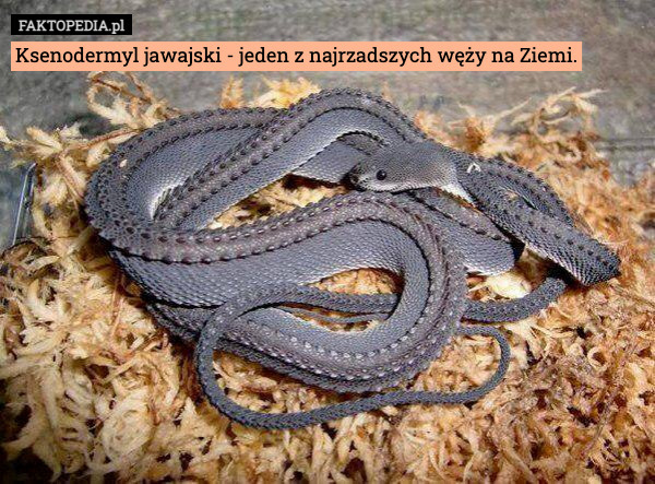 Ksenodermyl jawajski - jeden z najrzadszych węży na Ziemi. 