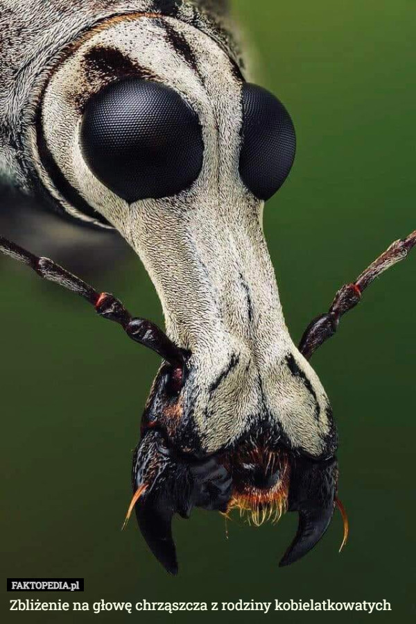 Zbliżenie na głowę chrząszcza z rodziny kobielatkowatych 