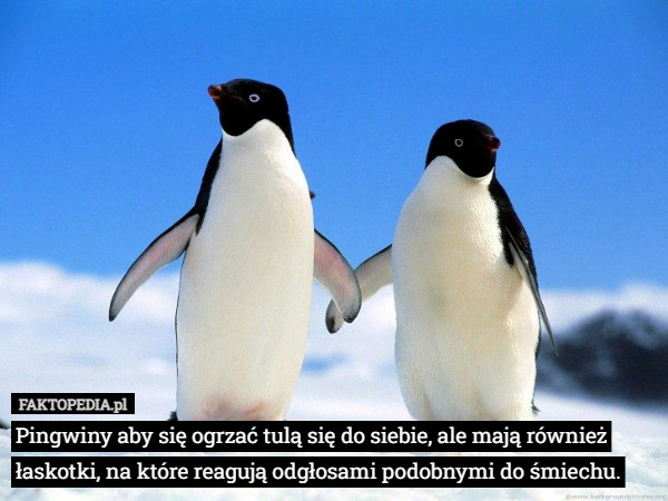 Pingwiny aby się ogrzać tulą się do siebie, ale mają również łaskotki, na które reagują odgłosami podobnymi do śmiechu. 