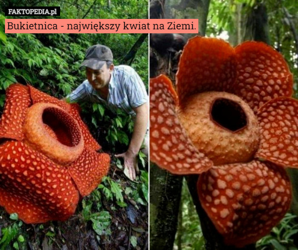 Bukietnica - największy kwiat na Ziemi. 
