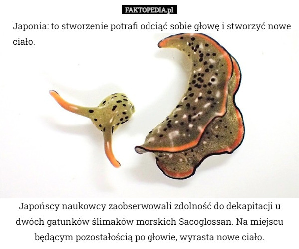 Japonia: to stworzenie potrafi odciąć sobie głowę i stworzyć nowe ciało. Japońscy naukowcy zaobserwowali zdolność do dekapitacji u dwóch gatunków ślimaków morskich Sacoglossan. Na miejscu będącym pozostałością po głowie, wyrasta nowe ciało. 