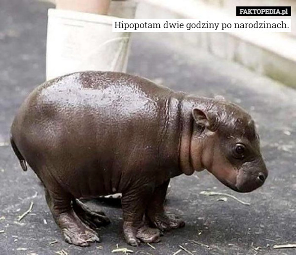 Hipopotam dwie godziny po narodzinach. 