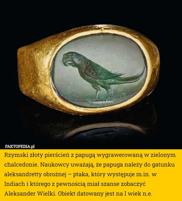 Rzymski złoty pierścień z papugą wygrawerowaną w zielonym chalcedonie. Naukowcy uważają, że papuga należy do gatunku aleksandretty obrożnej – ptaka, który występuje m.in. w Indiach i którego z pewnością miał szanse zobaczyć Aleksander Wielki. Obiekt datowany jest na I wiek n.e. 