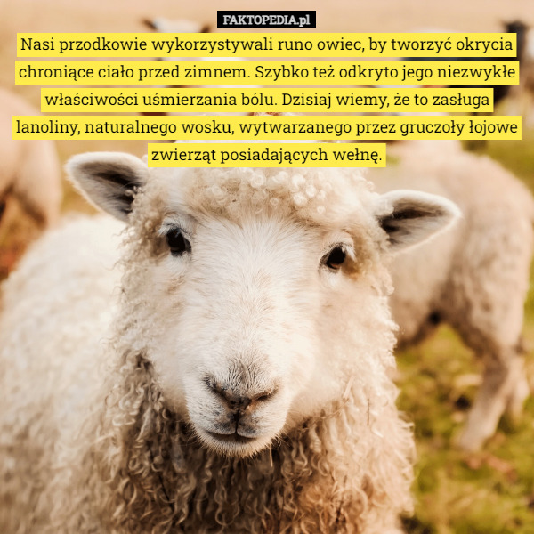 Nasi przodkowie wykorzystywali runo owiec, by tworzyć okrycia chroniące ciało przed zimnem. Szybko też odkryto jego niezwykłe właściwości uśmierzania bólu. Dzisiaj wiemy, że to zasługa lanoliny, naturalnego wosku, wytwarzanego przez gruczoły łojowe zwierząt posiadających wełnę. 