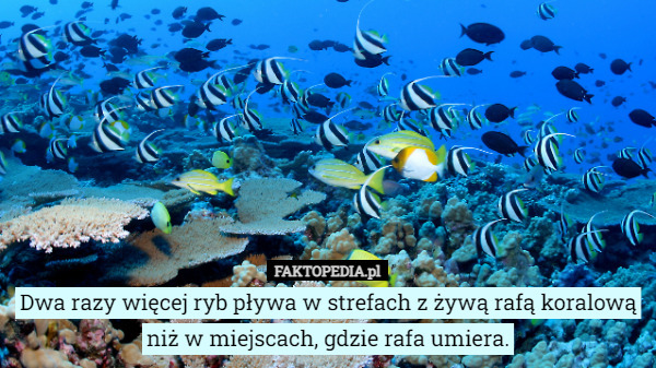 Dwa razy więcej ryb pływa w strefach z żywą rafą koralową niż w miejscach, gdzie rafa umiera. 