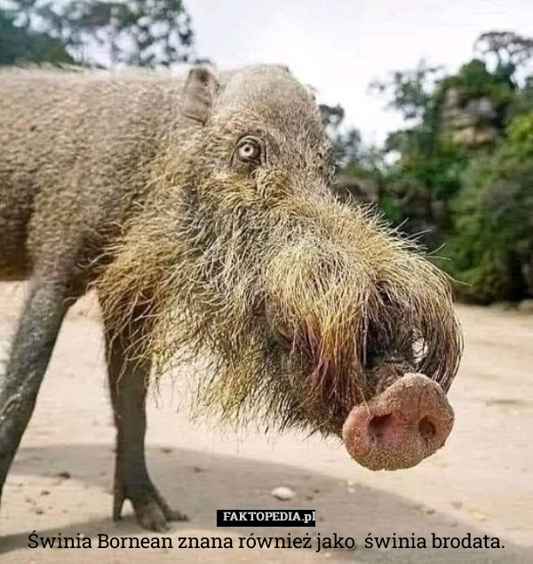 Świnia Bornean znana również jako  świnia brodata. 