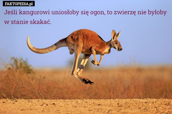 Jeśli kangurowi uniosłoby się ogon, to zwierzę nie byłoby w stanie skakać. 