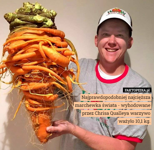 Najprawdopodobniej najcięższa marchewka świata - wyhodowane przez Chrisa Qualleya warzywo
 ważyło 10,1 kg. 