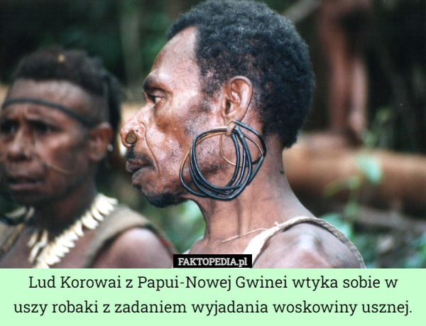 Lud Korowai z Papui-Nowej Gwinei wtyka sobie w uszy robaki z zadaniem wyjadania woskowiny usznej. 