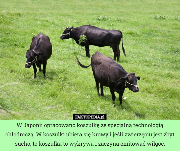 W Japonii opracowano koszulkę ze specjalną technologią chłodniczą. W koszulki ubiera się krowy i jeśli zwierzęciu jest zbyt sucho, to koszulka to wykrywa i zaczyna emitować wilgoć. 