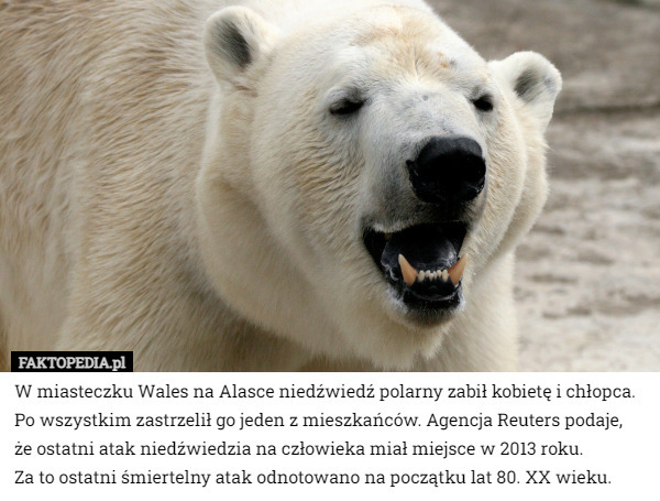 W miasteczku Wales na Alasce niedźwiedź polarny zabił kobietę i chłopca. Po wszystkim zastrzelił go jeden z mieszkańców. Agencja Reuters podaje,
 że ostatni atak niedźwiedzia na człowieka miał miejsce w 2013 roku.
 Za to ostatni śmiertelny atak odnotowano na początku lat 80. XX wieku. 