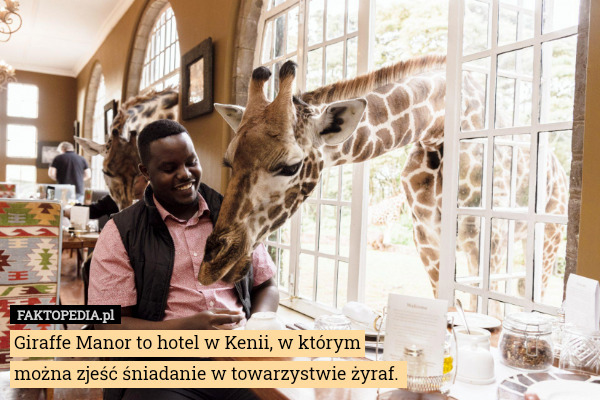 Giraffe Manor to hotel w Kenii, w którym można zjeść śniadanie w towarzystwie żyraf. 