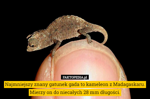 Najmniejszy znany gatunek gada to kameleon z Madagaskaru.
 Mierzy on do niecałych 28 mm długości. 