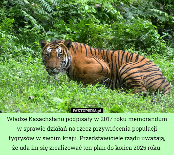 Władze Kazachstanu podpisały w 2017 roku memorandum w sprawie działań na rzecz przywrócenia populacji tygrysów w swoim kraju. Przedstawiciele rządu uważają,
 że uda im się zrealizować ten plan do końca 2025 roku. 