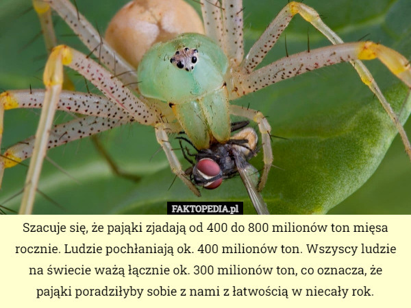 Szacuje się, że pająki zjadają od 400 do 800 milionów ton mięsa rocznie. Ludzie pochłaniają ok. 400 milionów ton. Wszyscy ludzie na świecie ważą łącznie ok. 300 milionów ton, co oznacza, że pająki poradziłyby sobie z nami z łatwością w niecały rok. 