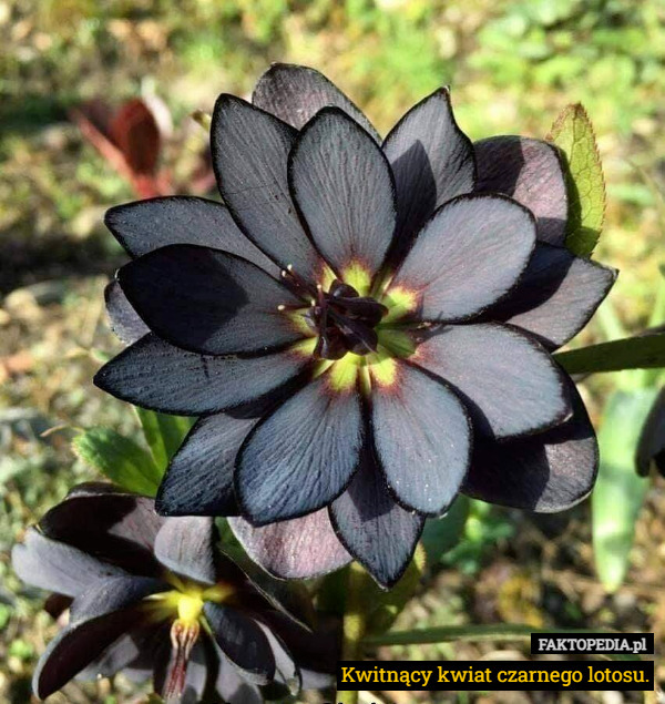 Kwitnący kwiat czarnego lotosu. 