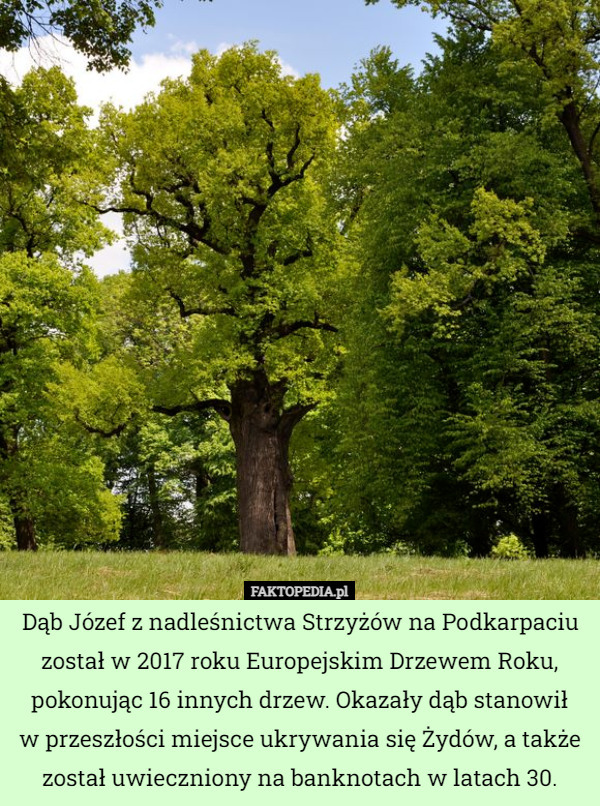 Dąb Józef z nadleśnictwa Strzyżów na Podkarpaciu został w 2017 roku Europejskim Drzewem Roku, pokonując 16 innych drzew. Okazały dąb stanowił
w przeszłości miejsce ukrywania się Żydów, a także został uwieczniony na banknotach w latach 30. 