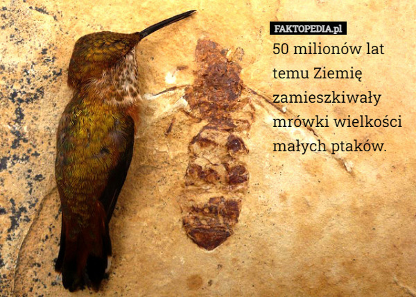50 milionów lat temu Ziemię zamieszkiwały mrówki wielkości małych ptaków. 