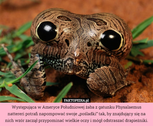 Występująca w Ameryce Południowej żaba z gatunku Physalaemus nattereri potrafi napompować swoje „pośladki” tak, by znajdujący się na nich wzór zaczął przypominać wielkie oczy i mógł odstraszać drapieżniki. 