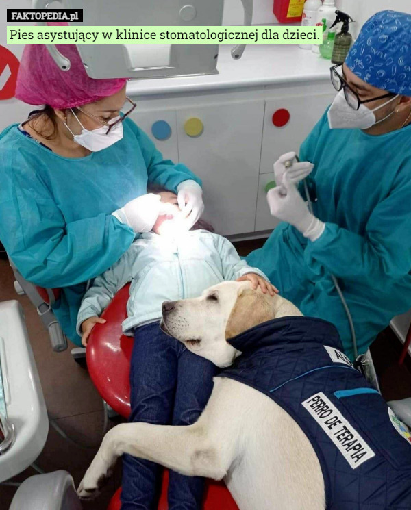 Pies asystujący w klinice stomatologicznej dla dzieci. 