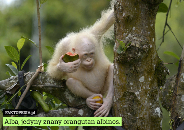 Alba, jedyny znany orangutan albinos. 