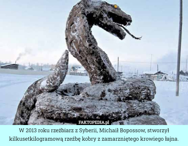 W 2013 roku rzeźbiarz z Syberii, Michaił Bopossow, stworzył kilkusetkilogramową rzeźbę kobry z zamarzniętego krowiego łajna. 