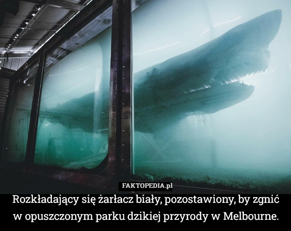 Rozkładający się żarłacz biały, pozostawiony, by zgnić w opuszczonym parku dzikiej przyrody w Melbourne. 