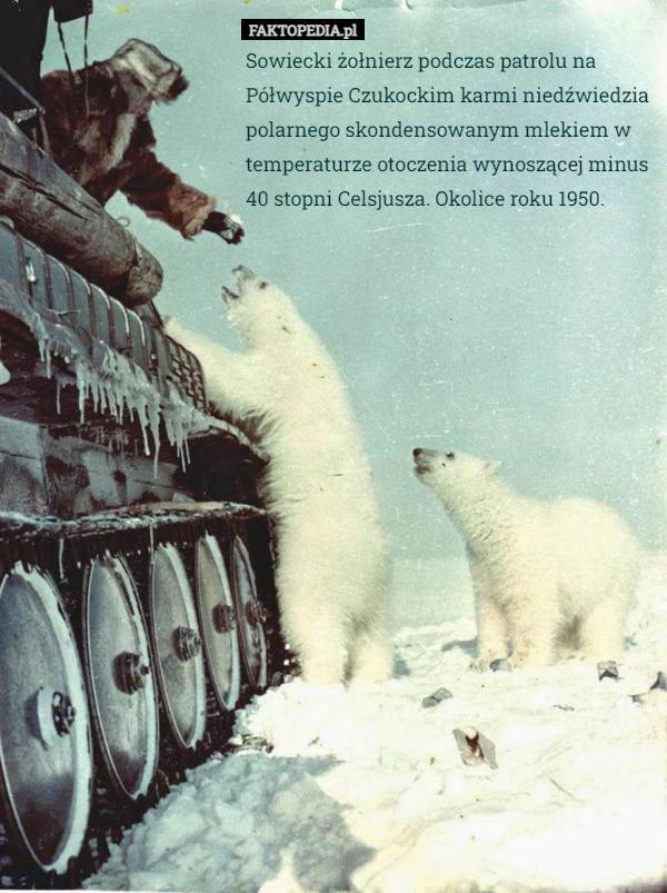Sowiecki żołnierz podczas patrolu na Półwyspie Czukockim karmi niedźwiedzia polarnego skondensowanym mlekiem w temperaturze otoczenia wynoszącej minus 40 stopni Celsjusza. Okolice roku 1950. 