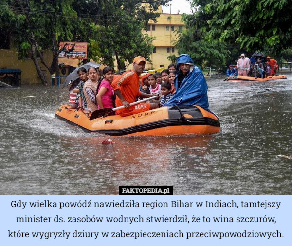 Gdy wielka powódź nawiedziła region Bihar w Indiach, tamtejszy minister ds. zasobów wodnych stwierdził, że to wina szczurów, które wygryzły dziury w zabezpieczeniach przeciwpowodziowych. 
